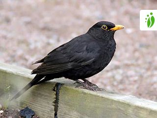 Mustarastas, Turdus merula - Linnut - LuontoPortti