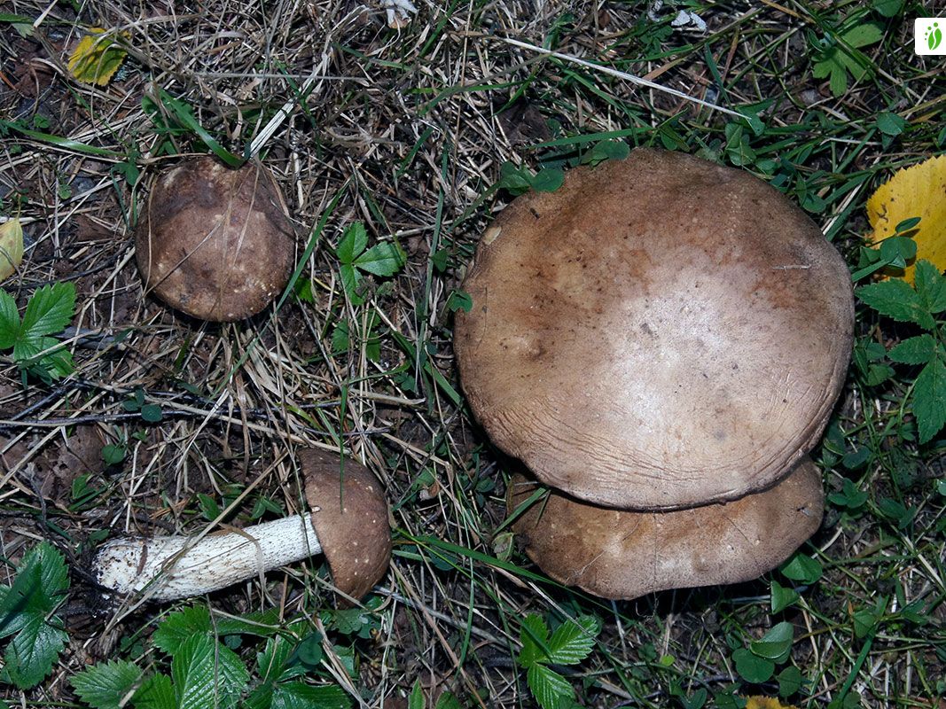 Lehmäntatti, Leccinum scabrum - Sienet - LuontoPortti