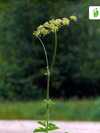 Heracleum sphondylium 10 seeds Perennial plant 