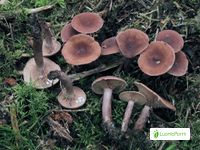 Sikurirousku, Lactarius camphoratus - Sienet - LuontoPortti