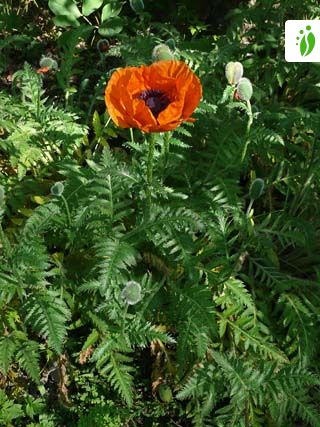 papaver orientale allegro