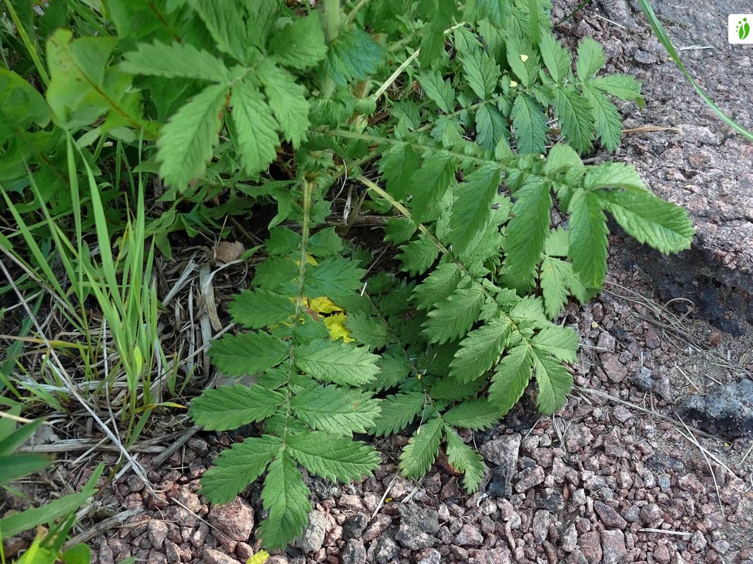 Common Agrimony, Agrimonia eupatoria - Flowers - NatureGate