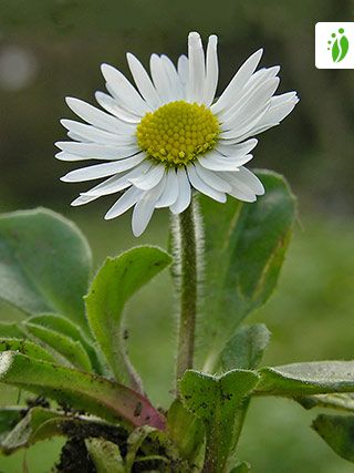 Daisy Bellis Perennis Flowers Naturegate