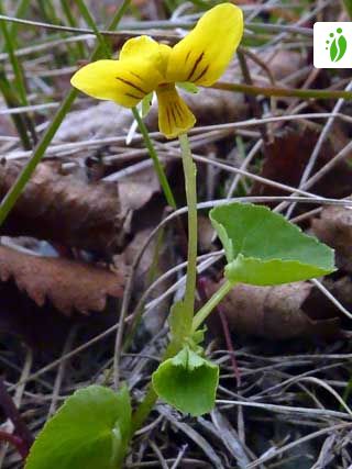 Violeta de dos flores, Viola biflora - Flores - NatureGate