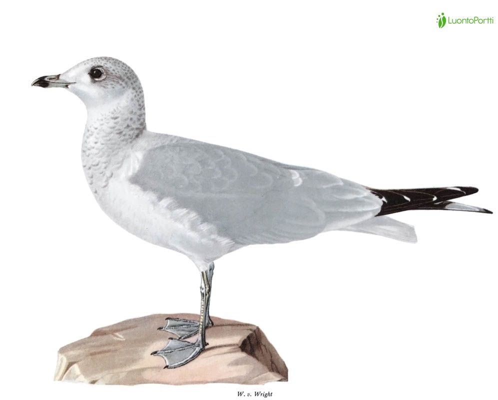【common gull products】 NO.9011☆gull tee COMMON GULL PRODUCTS. | common gull products tee - Buyee, an