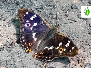 lesser purple emperor butterfly