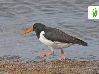 Meriharakka, Haematopus ostralegus - Linnut - LuontoPortti