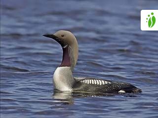 Colimbo ártico, Gavia arctica - Aves - NatureGate