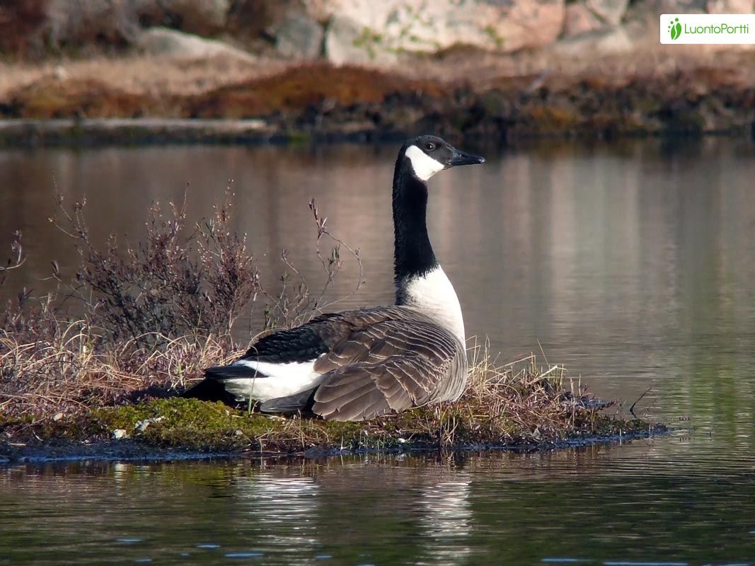 Canada goose 0 outlet kg