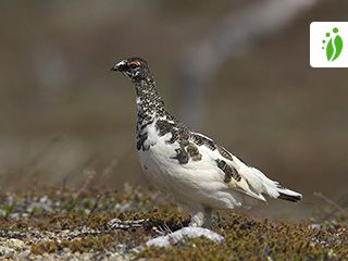 arctic ptarmigan