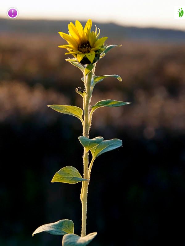 Common Sunflower, Helianthus annuus - Flowers - NatureGate