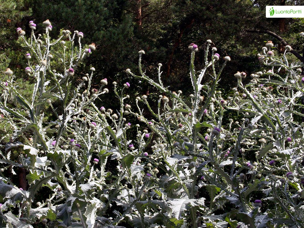 Cardo borriquero, Onopordum acanthium - Flores - NatureGate