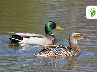 Canard colvert - Anas platyrhynchos