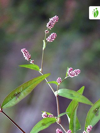 Hanhentatar, Persicaria maculosa - Kukkakasvit - LuontoPortti