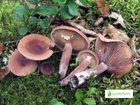 Sikurirousku, Lactarius camphoratus - Sienet - LuontoPortti