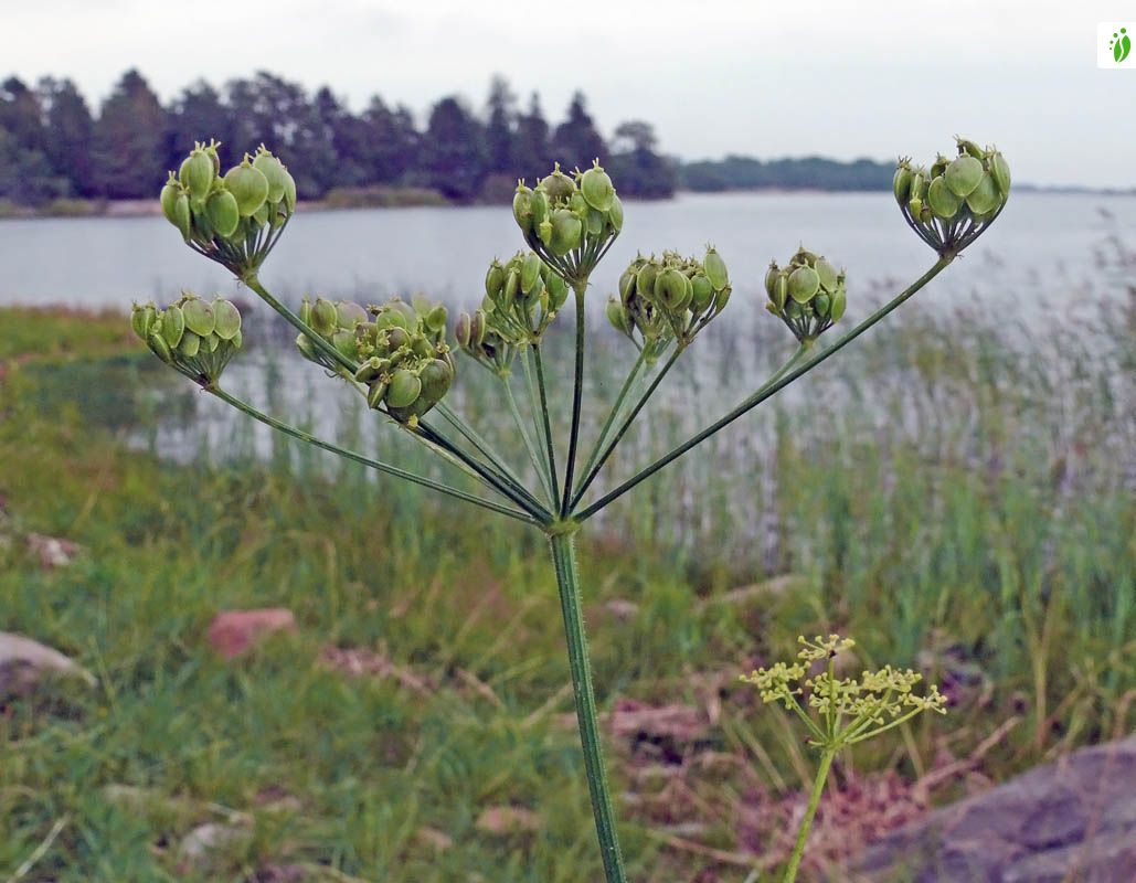 carum bulbocastanum