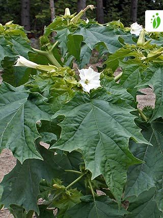 Datura stramoine, Datura stramonium - Fleurs - NatureGate