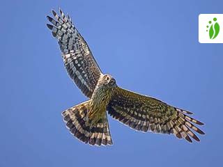 Circus cyaneus, Print, The hen harrier (Circus cyaneus) is a bird of prey.  The genus name Circus is derived from Ancient Greek kirkos, meaning  'circle', referring to a bird of prey named