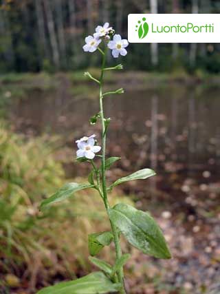 Nomeolvides acuático, Myosotis scorpioides - Flores - NatureGate