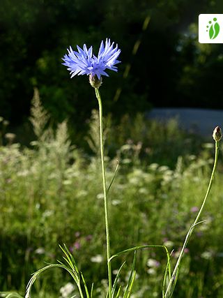 Bleuet - cornflower  Blue flowers, Flowers, Plants