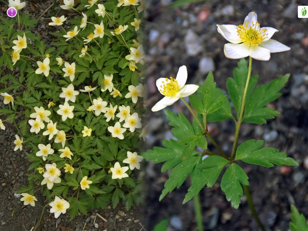 Nemorosa, Anemone nemorosa - Flores - NatureGate