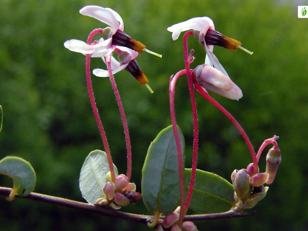 Vaccinium oxycoccos - Flores - NatureGate