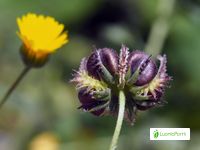 Caléndula, Calendula officinalis - Flores - NatureGate