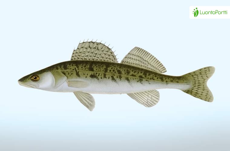 pike perch, pike perch Suppliers and Manufacturers at