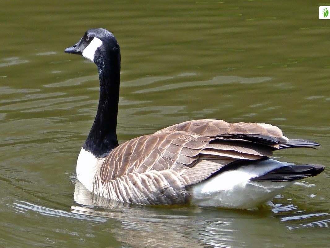 Canada goose 0 kg hotsell