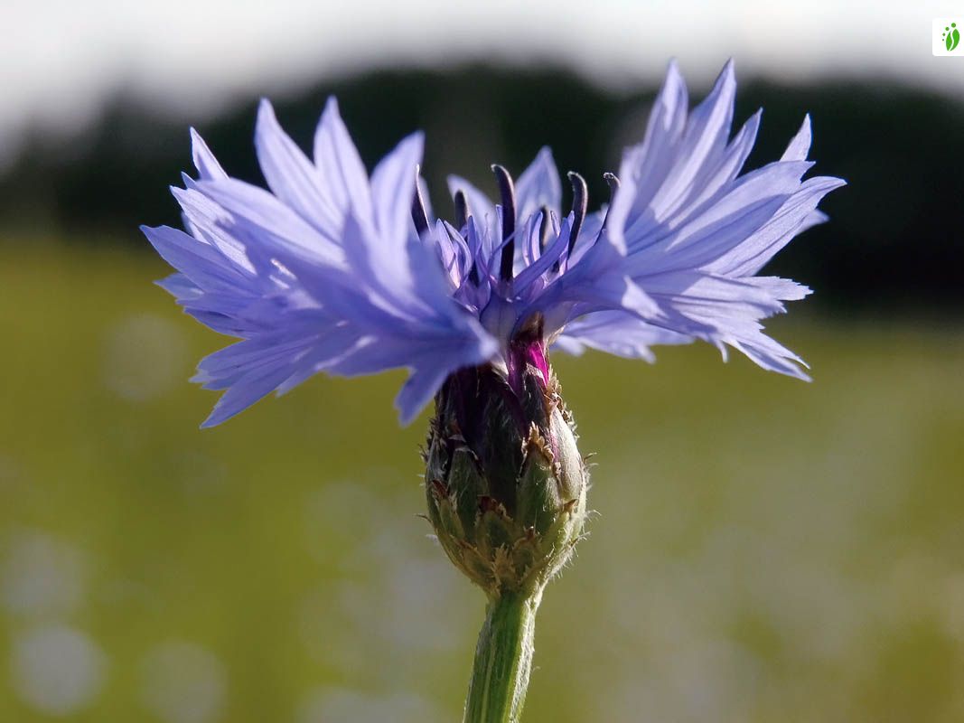 Bleuet (Bluet) (Centaurea cyanus) (cornflower, bachelor's button