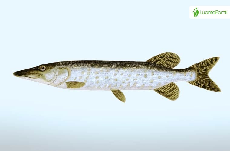 Pike, Esox lucius - Fishes - NatureGate