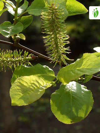 Talvikkipaju, Salix pyrolifolia - Puut ja pensaat - LuontoPortti