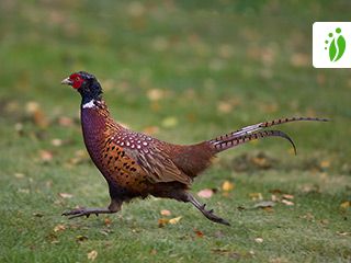 Pheasant Bird Facts  Phasianus Colchicus