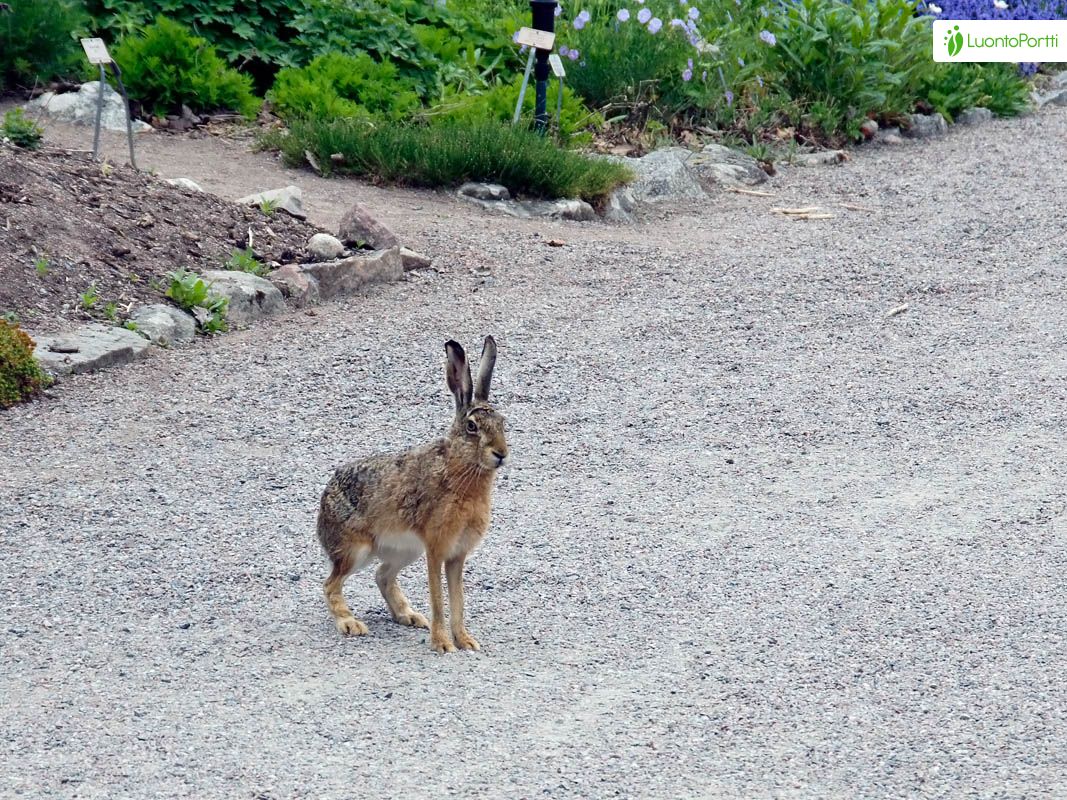 Rusakko, Lepus europaeus - Nisäkkäät - LuontoPortti