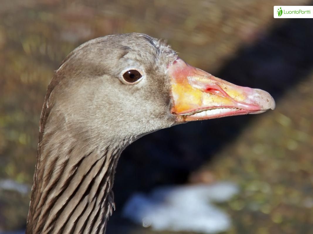 Greylag Goose, Anser anser - Birds - NatureGate