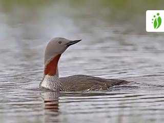 Colimbo chico, Gavia stellata - Aves - NatureGate