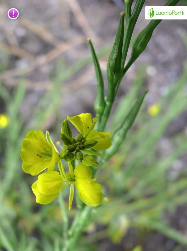 MOUTARDE NOIRE, Graine poudre (Brassica nigra) - Apophycaire