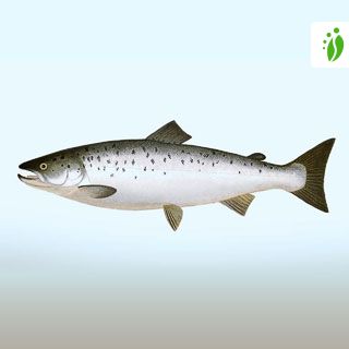 Atlantic salmon (Salmo salar)