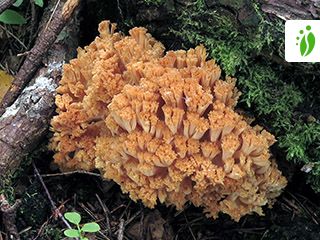 Tuhtihaarakas, Ramaria boreimaxima - Sienet - LuontoPortti