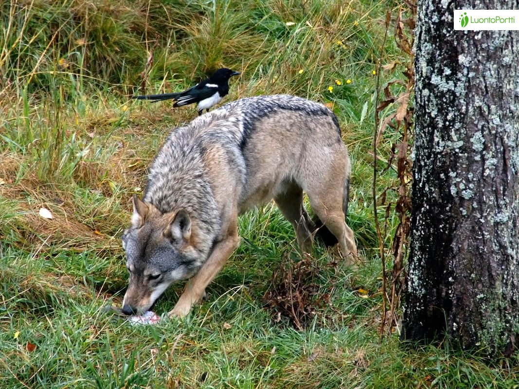 Susi, Canis lupus - Nisäkkäät - LuontoPortti