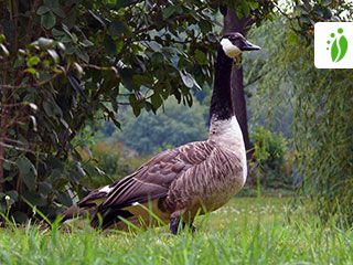 Canada Goose Branta canadensis Birds NatureGate