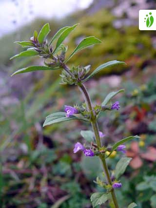 Basil thyme Acinos arvensis Flowers NatureGate