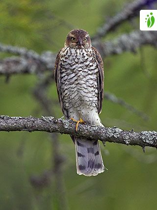 Varpushaukka, Accipiter nisus - Linnut - LuontoPortti