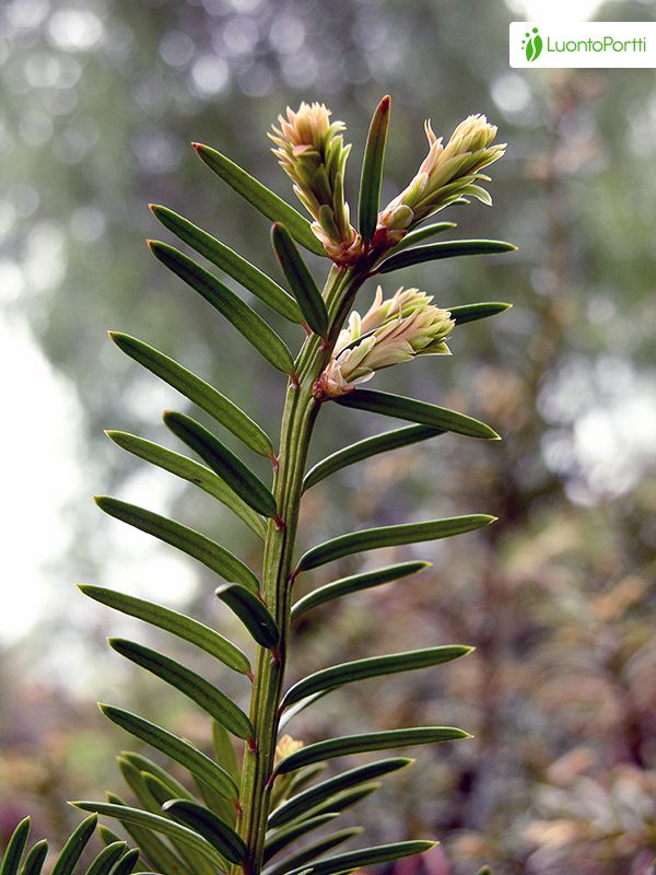Gewhnliche Eibe, Taxus baccata - Bume und Strucher - NatureGate