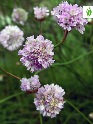 Clavelina de mar, Armeria maritima - Flores - NatureGate