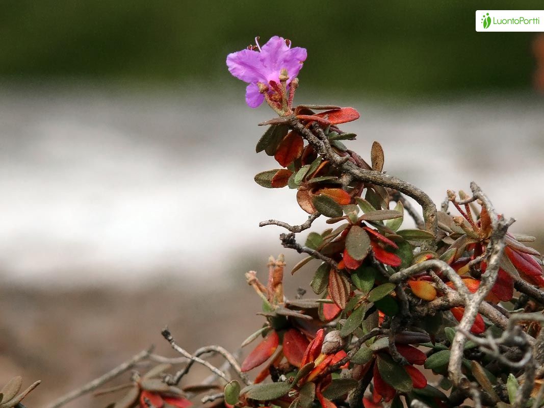 Lapland Rhododendron, Rhododendron lapponicum - Flowers - NatureGate