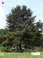 Mänty, Pinus sylvestris - Puut ja pensaat - LuontoPortti