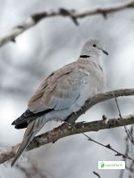 Kyyhkyt, Columbidae - Linnut - LuontoPortti