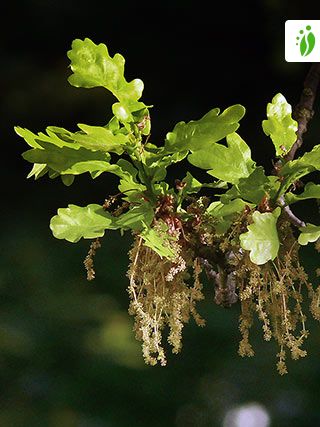 Quercus robur - Arboles y arbustos - NatureGate