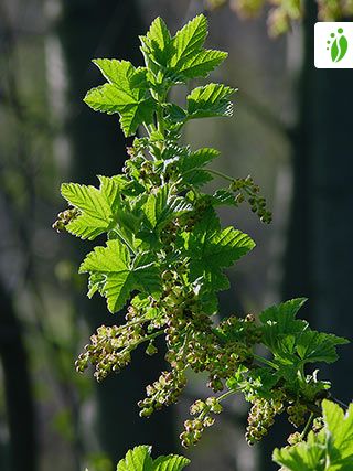 Pohjanpunaherukka, Ribes spicatum - Puut ja pensaat - LuontoPortti